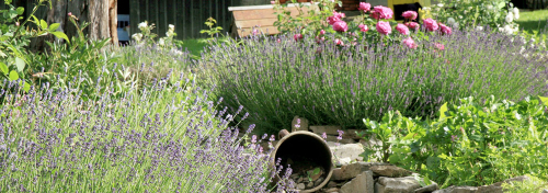 De landelijke tuin